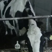 گاو شکم دو هلشتن|حیوانات مزرعه|کاشمر, |دیوار