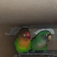 جفت طوطی کوتوله نیمه رام سالم هستن|پرنده|زابل, |دیوار