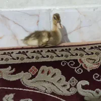 فروش جوجه اردک پکنی|حیوانات مزرعه|چناران, |دیوار