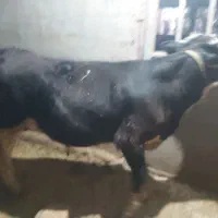 گوساله نر