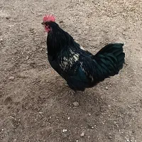 دوعددخروس ۷ماهه بفروش میرسد