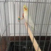 عروس هلندی ماده اماده