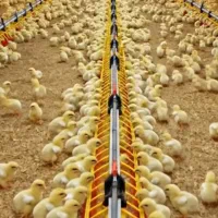 مستقیم سفارش باماشین حمل برای یاسوج جوجه گوشتی|حیوانات مزرعه|یاسوج, |دیوار