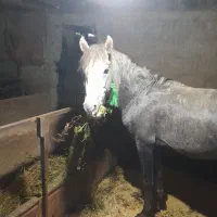 اسب جوان خوش رنگ قدبلند|اسب و تجهیزات اسبسواری|تنکابن, |دیوار