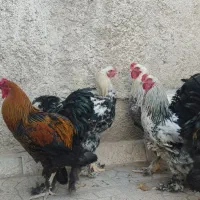 مرغ وخروس وتخم مرغ برهما