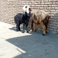 میش و بره|حیوانات مزرعه|گتوند, |دیوار