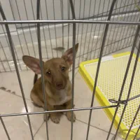 سگ شیواوا|سگ|نیشابور, امین اسلامی|دیوار