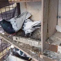 کبوتر کله ای|پرنده|چهاردانگه (تهران), |دیوار