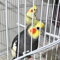 عروس هلندی مولد، شرط سخنگو بودن