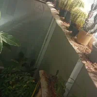 تعدادی گل به قیمت باور نکردنی به فروش می‌رسد|گل و گیاه طبیعی|نیشابور, میدان حافظ|دیوار