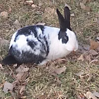 سلام یه خرگوش|موش و خرگوش|صفادشت, |دیوار