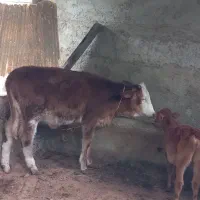 ۲راس گوساله تلیسه|حیوانات مزرعه|گنبد کاووس, |دیوار