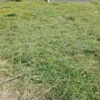 هرس چمن و علف باغ