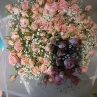 دسته گل رز مینیاتوری صورتی|گل و گیاه طبیعی|قزوین, |دیوار