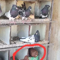 کبوتر طوقی کله ای سینه ای سبز آبادانی|پرنده|شهرضا, |دیوار