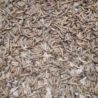 میلورم سوپر ورم زنده خشک|خزنده|اهواز, نادری|دیوار