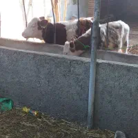 فروش گوساله سمیتال|حیوانات مزرعه|گلوگاه, |دیوار