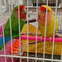 طوطی کوتوله|پرنده|گلبهار, شهر جدید گلبهار|دیوار