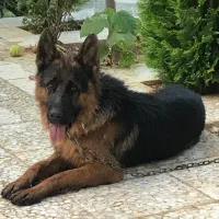 فروش ژرمن شپرد شولاین