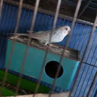 یک عدد مرغ عشق دستی