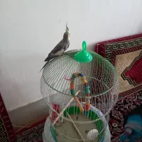 مرغ عروس