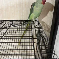 شاه طوطی|پرنده|نیشابور, شریعتی|دیوار