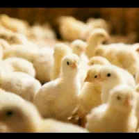 مرغداری ۶۰هزاری گوشتی قوچان