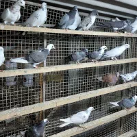 کبوتر جوجه پرشی|پرنده|قائمشهر, |دیوار