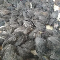 جوجه مرغ خروس