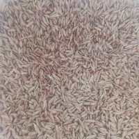 گندم بذری دیم رقم اذر ۲وسرداری وجو بذری درجه یک