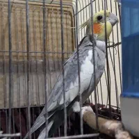 عروس هلندی سخنگو