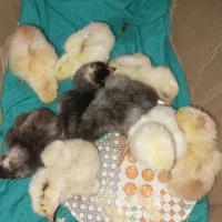 جوجه لاری|حیوانات مزرعه|شیراز, کرونی(خاتونک)|دیوار