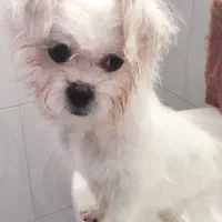 سگ جذاب و مهربون نژاد مالتیز