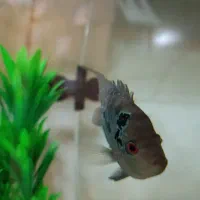 ماهی|ماهی|هشتگرد, مدرس|دیوار