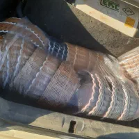 سبددستبافت