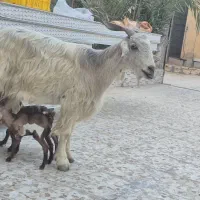 بز، دو قلو زا با کهره نر ماده ،2کهره شیری نر|حیوانات مزرعه|وحدتیه, |دیوار