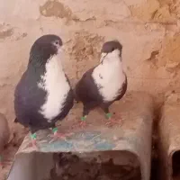 دوجفت کرواتی سرخ وسیاه فروشی|پرنده|تربتحیدریه, اندیشه|دیوار