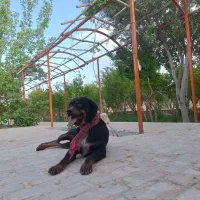 نر نژاد روت وایلر خانگی و بسیار باهوش