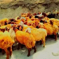شعبه مرکزی))گوسفند کم دنبه زنده بدون واسطه تعاونی