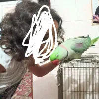 شاه طوطی سخن گو.|پرنده|رشت, پسیخان|دیوار