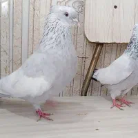 کبوتر رنگی عتیقه نقش سینه الماسی آبی ابری کلکسیونی