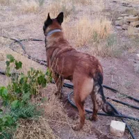 سگ مالینویز|سگ|تهران, منیریه|دیوار