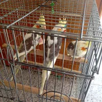 عروس هلندی|پرنده|شیراز, جوادیه|دیوار