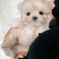 کوچولوهای ریزه میزه|سگ|کرمان, |دیوار