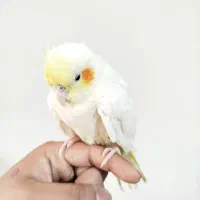جوجه عروس با قفس