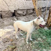 پیت بول|سگ|بم, |دیوار