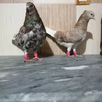 کبوتر دم سفید وشهری|پرنده|برازجان, |دیوار