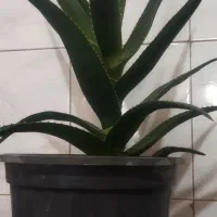 گل طبیعی الوورا