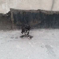 جوجه|حیوانات مزرعه|تهران, طرشت|دیوار