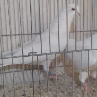 کفتر پرشی نر و ماده|پرنده|تهران, طرشت|دیوار